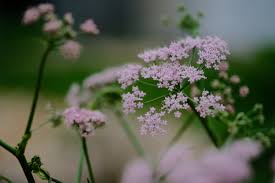 Image result for Pimpinella