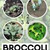 Apr 18, 2020 · there are two ways to approach growing this large brassica in a pot. 1