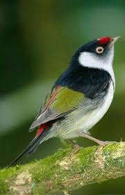 Pin On Beautiful Birds