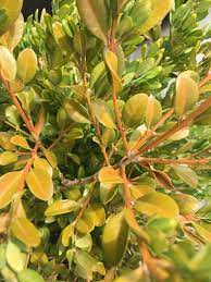 Why do pillows turn yellow? When Boxwood Leaves Turn Yellow 720193 Ask Extension
