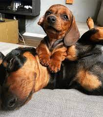 Cute Dachshund Puppy Dachshund Puppies Weiner Dog Puppies Puppies