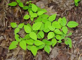 Image result for Rhamphicarpa brevipedicellata