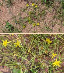 Image result for Geigeria burkei