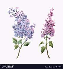 Beautiful Vector Hand Drawn Watercolor Floral Set With Pink Lilac Flowers Stock Illustration Download A Free Pr Lilac Painting Floral Watercolor Lilac Tattoo