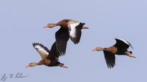 No way would you ever see that many woodys together esp. Black Bellied Whistling Duck The Ducks That Whistle Taylor County Big Year 2019