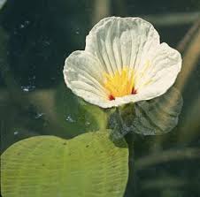 Image result for Ottelia ulvifolia