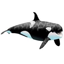 See more ideas about whale decor, whale, decor. Bathroom Other Colors Black Small White Pink Large Sizes Nature Themed Home Decor For Living Room Or Aquarium Purple Office Orca Killer Whales Vinyl Wall Decals Metallic Gold Decorative Accessories Alpakahof Schreiber Stickers