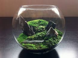Pin On Plantas Decoracion