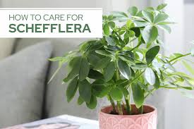 Image result for Schefflera
