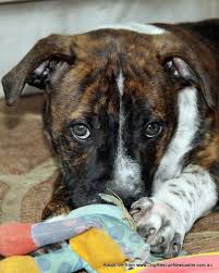 We offer 32 boxer puppies for sale in california. Boxer Puppies For Adoption The Y Guide