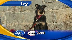 Live and let live farm's rescue and sanctuary is an animal shelter that rescues abused and unwanted animals, mainly horses, and pregnant dogs and cats, and provides them either a temporary or permanent safe place to interact with people. Watch Adopt This Pet Ivy