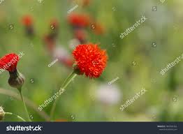 Image result for Emilia coccinea