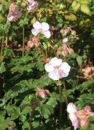Garden flowers painted on a textured canvas ground. Wild Geraniums In The Landscape Ongardening Com