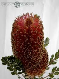 Banksia Praemorsa Available Feb Mar Aug Oct Native Australian Flower Deep Raspberry Pink With Pale Green Tips Looks Great In Vintage W Australian Flowers Spring Flowers Vintage Wedding Theme