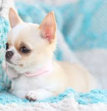 Quality chihuahua puppies available for adoption. Teacup Cats For Sale Iowa Petfinder