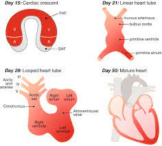 Heart development (also known as cardiogenesis) refers to the prenatal development of the heart. Heart Embryology Overview Springerlink