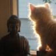 Eine bestrafung muß immer zeitgleich oder allerhöchstens 3 sekunden nach der unerwünschten handlung erfolgen (assoziationszeit). Katze Macht Auf Teppich