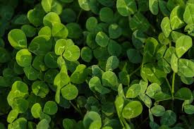 Check spelling or type a new query. Clover Green Background Clover Meadow Natural Background Nature Bright Green Green Leaves Grass Flower Neutral Background Pxfuel