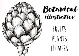 Pen was really the first medium i seriously worked at. Draw Botanical Illustrations Of Flowers Plants Fruits By Irinaburtseva Fiverr