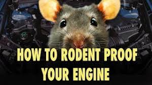 Maybe you would like to learn more about one of these? How To Rodent Proof Your Engine The Easy Way Youtube