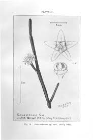 Image result for Ceropegia stenantha