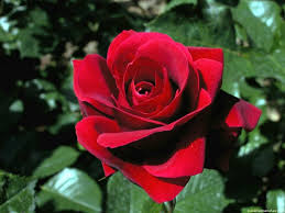 Pin Di Marco Bosi Su Rosa Rose Rosse Rose Belle Rosa Rossa