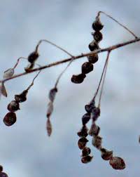 Image result for Desmodium tortuosum