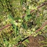 Image result for Helinus integrifolius