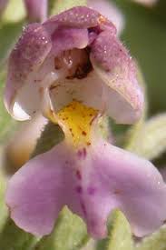 Image result for Brachycorythis ovata