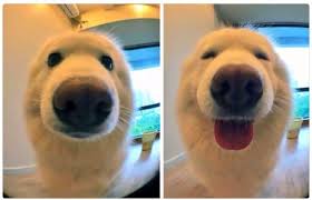 23 Hilarious Memes Perfect For Dog Lovers American Kennel Club