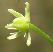 Image result for Psammotropha myriantha