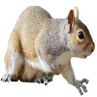 We did not find results for: Yikes There S Noises In My Attic Scratching Squeaking Running Sounds