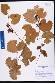 Image result for Vitaceae