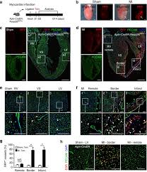 Box 323 new city, ny 10956 advantages of creating a fund with the rockland community foundation • we enable donors have a say in how their monies are being used. Genetic Targeting Of Sprouting Angiogenesis Using Apln Creer Nature Communications