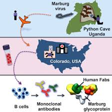 Marburg virus is a hemorrhagic fever virus of the filoviridae family of viruses and a member of the species marburg marburgvirus, genus marburgvirus.marburg virus (marv) causes marburg virus disease in humans and other primates, a form of viral hemorrhagic fever. Mechanism Of Human Antibody Mediated Neutralization Of Marburg Virus Cell