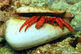 Here are seven reasons why you should never buy a hermit crab: The Halloween Hermit Crab Whats That Fish