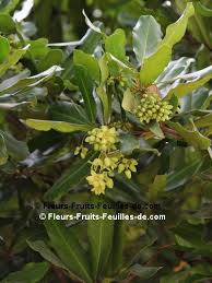 Image result for Brexia madagascariensis