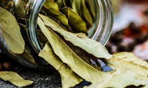 Los usos de las hojas de laurel incluyen la molienda de las hojas en una especia para dar sabor a sopas y guisos. El Alimento Estrella El Laurel Infoagro