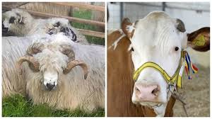 Nu ati dat nici 20% subventii si tu faci referire la avansul ptr anul 2018. SubvenÈ›ii Apia SancÈ›iunile La Animale Se CalculeazÄƒ Din Plata TotalÄƒ Pe FermÄƒ