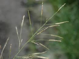 Image result for Eragrostis mildbraedii