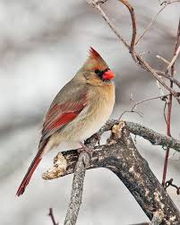 Brown Birds That Look Like Cardinals Female Cardinal In Winter Nature Birds Cardinal Birds Beautiful Birds