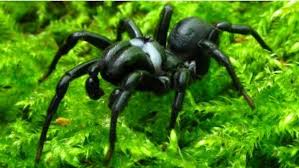 Black widow spiders are found across the u.s and canada, and in other temperate regions around male black widow spiders are not venomous. Black Widow Spiders Creep Northward Cbc News