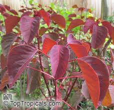 Image result for Euphorbia crebrifolia