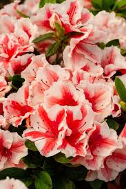 It has shiny green foliage and single lavender blooms 50mm in diameter, holding on the plant well. Behold 2021 2 More Encore Azaleas Coming To Market This Spring Perfect For Small Gardens The Virginian Pilot