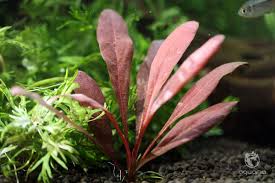 Image result for Samolus