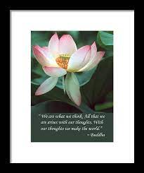 Check spelling or type a new query. Lotus Flower Buddha Quote Framed Print By Chris Scroggins