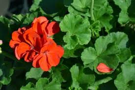 This says a lot about the rose's popularity as a gift of flower. Zodiac Sign Flowers Find Your Perfect Bloom Lovetoknow
