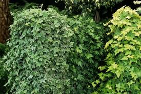 If you make them more mounded. Ivy On Trees And As A Ground Cover Weed Rhs Gardening