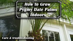 Do not let the soil become soggy. How To Grow Pygmy Date Palm Phoenix Roebelenii Houseplant Care Youtube