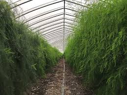 アスパラガス産地直送でおいしさを阻害するアイツが 北海道 富良野 感動野菜産直農家 寺坂農園ブログ